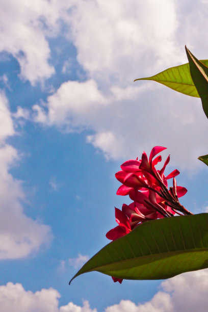 粉红色的鸡蛋花和湛蓝的天空图片下载