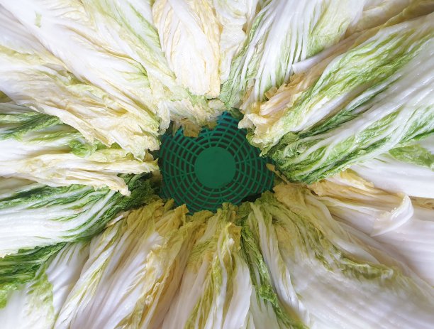 腌卷心菜图片下载