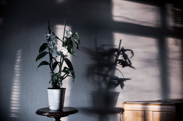 房间内盛开的石斛兰植物图片下载