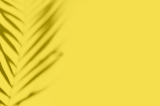 抽象的黄色背景与阴影的棕榈或怪物的叶子。照亮阴影照片叠加。热带树叶。模糊的纹理与复制空间和模型。图片下载