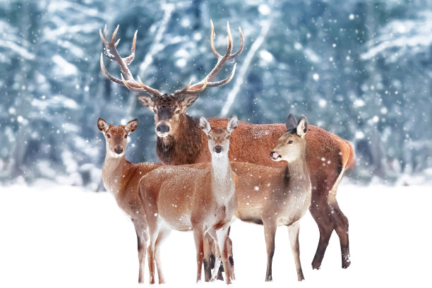 一群高贵的鹿映衬着美丽的冬季雪林。冬季景观艺术。圣诞节的形象。图片下载
