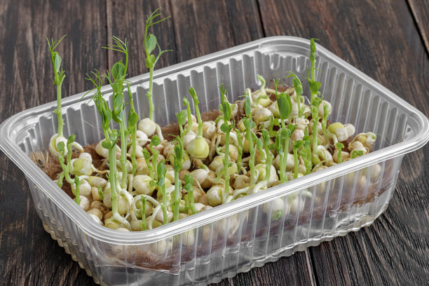 托盘中生长的豌豆微绿色植物的选择性聚焦照片。城市农业室内概念。图片下载