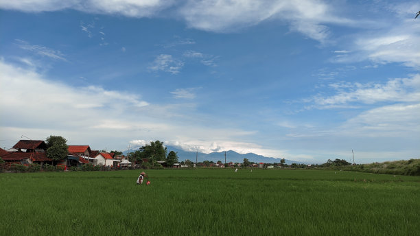 蓝天下的稻田图片下载