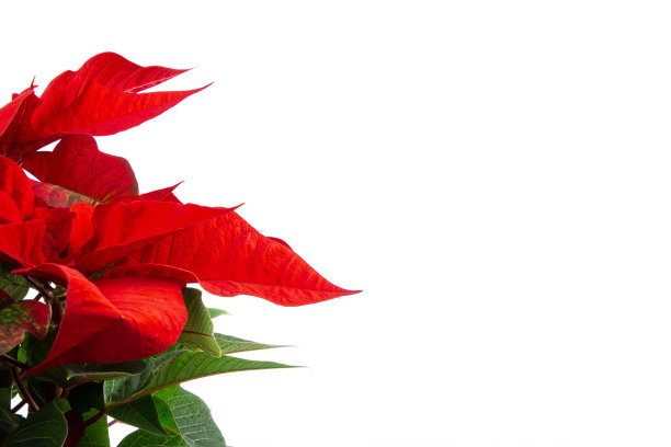 一品红植物分离在白色背景与拷贝空间图片下载