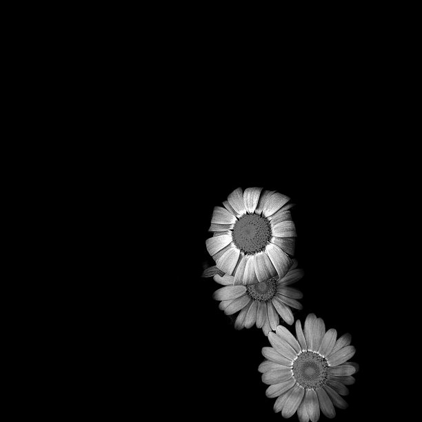 黑白花图片下载