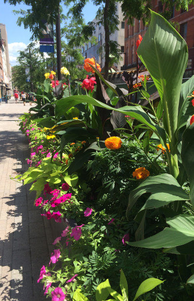 伊萨卡市中心的人行道上摆满了鲜花图片下载