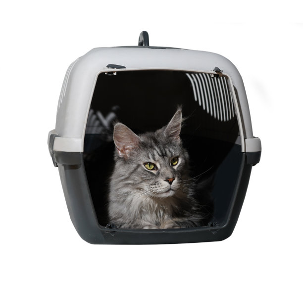 在塑料笼子里的缅因灰猫的肖像图片下载