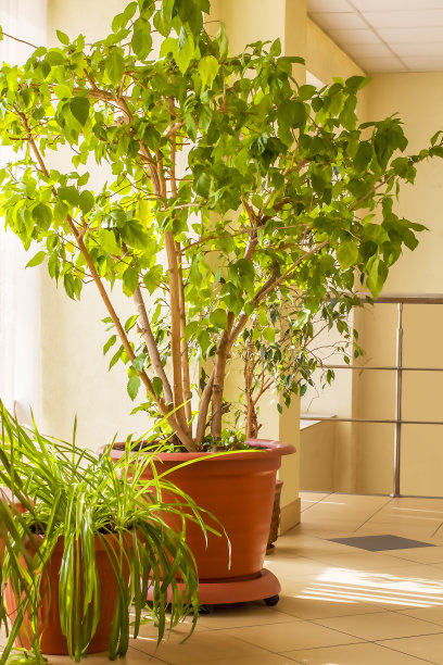 地板上有盆栽的绿色植物。图片下载