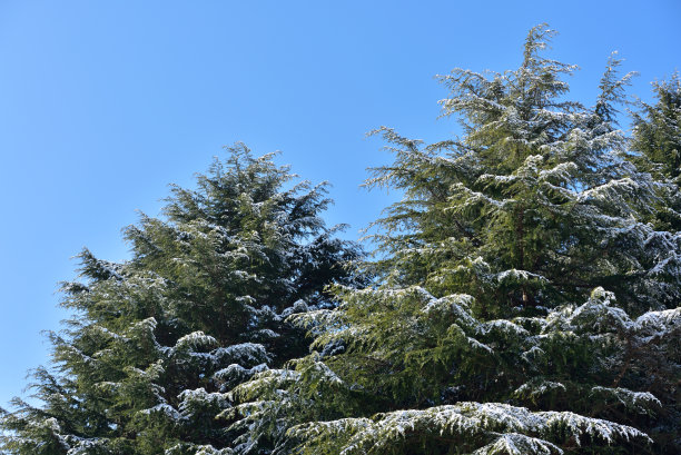 下雪的森林图片下载