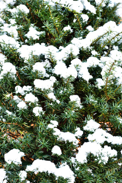 下雪的森林图片下载