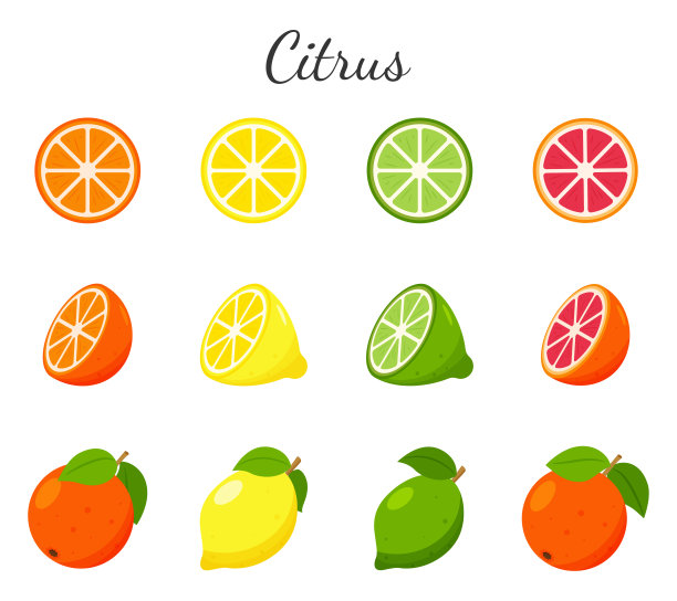 一套水果和柑橘图标。橘子、葡萄柚、青柠和柠檬。整个水果，切一半，切片。收集在一个平面设计。彩色矢量插图孤立在白色背景上。图片下载