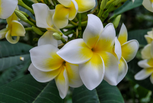 树上的鸡蛋花，数码照片图片作为背景图片下载