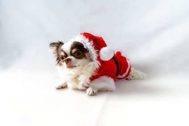 吉娃娃狗穿着红色的圣诞老人服装，看着镜头。孤立在白色背景上。图片下载