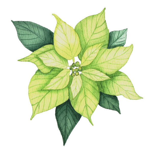 水彩圣诞一品红花。手绘插图孤立在白色背景。设计元素的贺卡，花环和框架在花卉风格图片下载