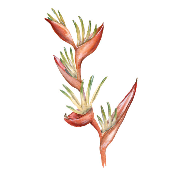 印度的花。孤立在白色背景上。图片下载