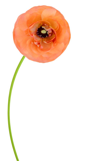 波斯毛茛花(毛茛属)分枝，孤立白色图片下载