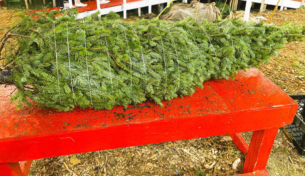 红桌子上的圣诞树被包装好，准备带回家图片下载