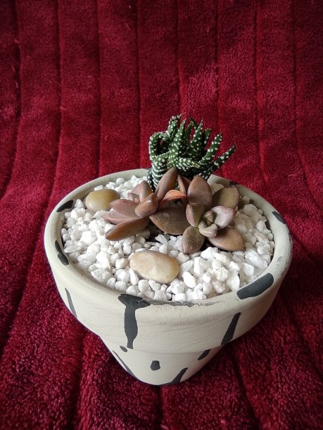 肉质植物和仙人掌图片下载