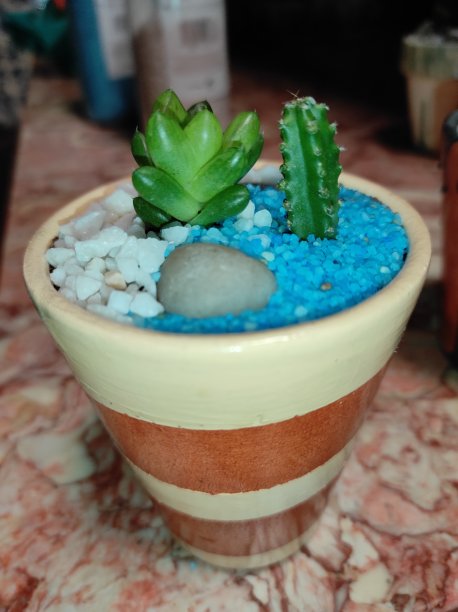 肉质植物和仙人掌图片下载