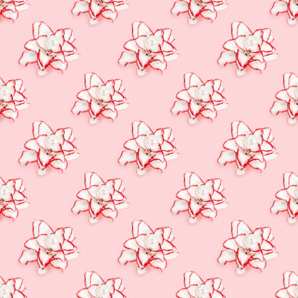 无缝图案从白色百合花与红色边界。自然的印花图片下载