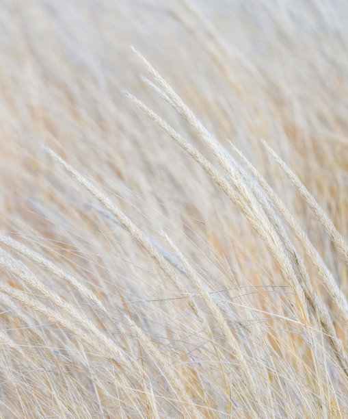 秋草背景图片下载