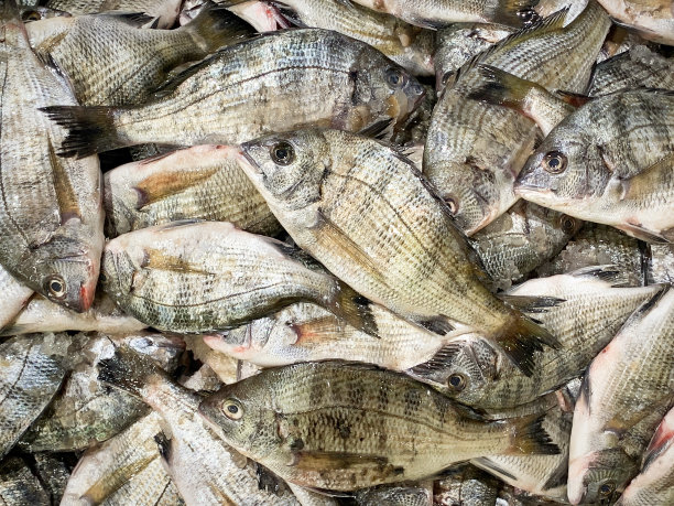 新鲜海水鱼图片下载