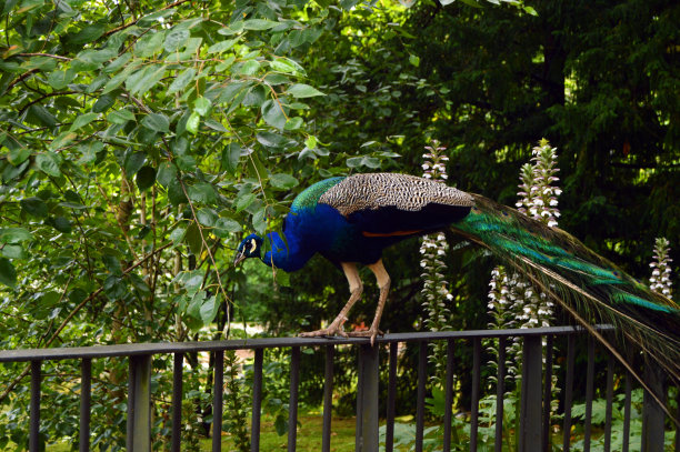 公园里的孔雀图片下载