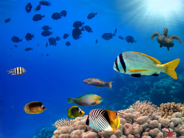 红海珊瑚群的照片图片下载