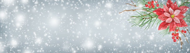 圣诞横幅与装饰装饰装饰一品红，绿色植物，云杉，松树枝和冬青浆果的背景雪。图片下载