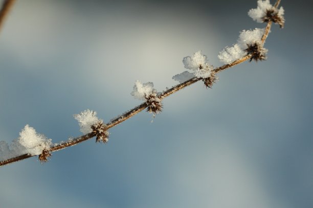 在晴朗的冬天霜冻的一天，在蓝色天空的背景上有霜冻晶体的干燥植物。图片下载