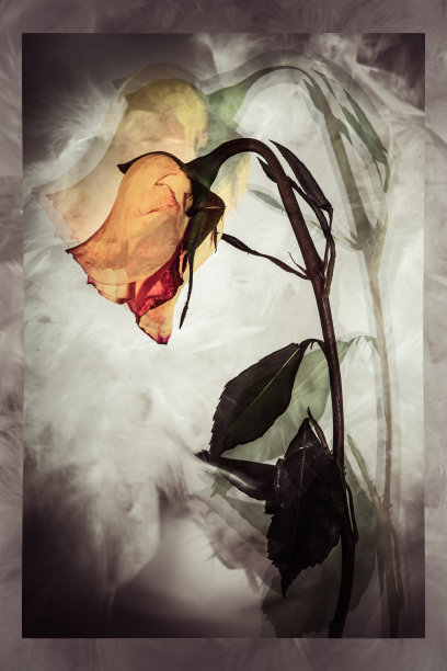 玫瑰的凋谢之美，脆弱而依然美丽。双重曝光图片下载