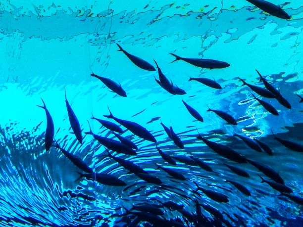 继续游泳图片下载