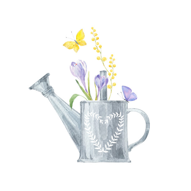 金属喷壶里装着一束含羞草和番红花。手绘水彩插图在白色。非常适合制作贺卡、请柬。图片下载