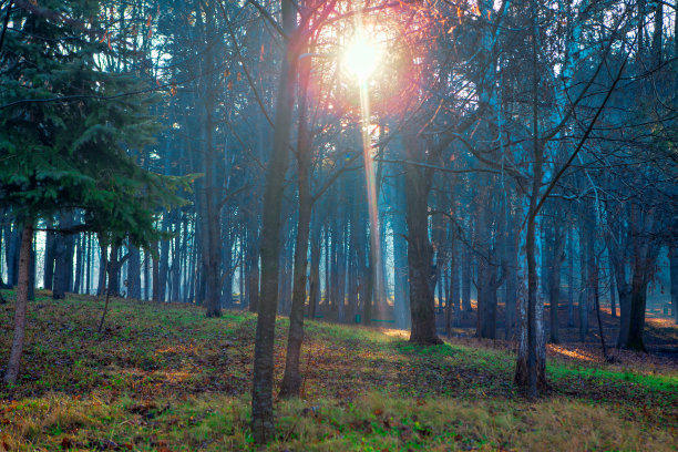 阳光明媚的春天公园图片下载