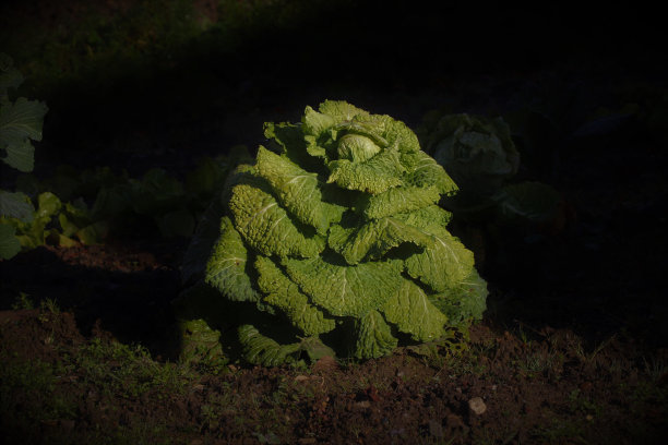 卷心菜图片下载