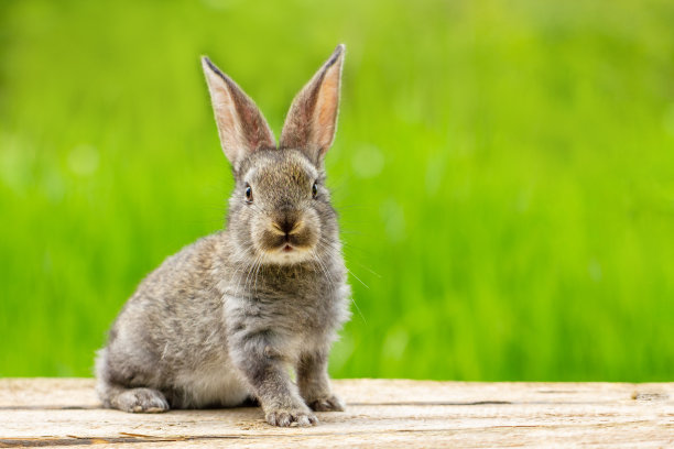 一个可爱的毛茸茸的灰色兔子的肖像，耳朵在一个自然的绿色背景图片下载