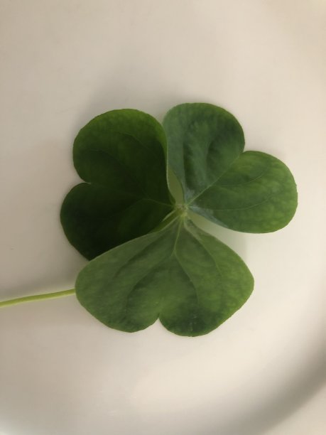 一个绿色三叶草的特写图片下载