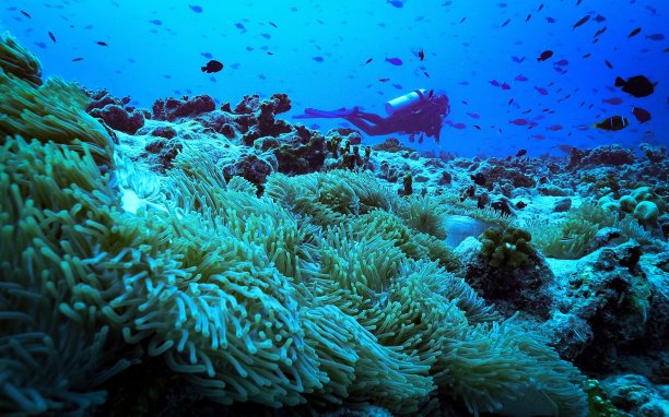 法卡拉瓦阿里巴巴基地图片下载