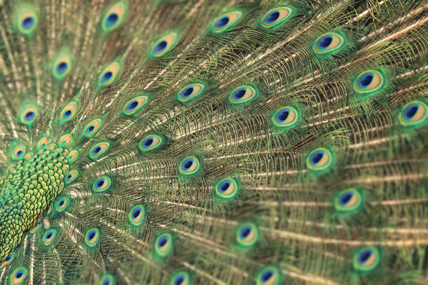 雄性尾巴图片下载