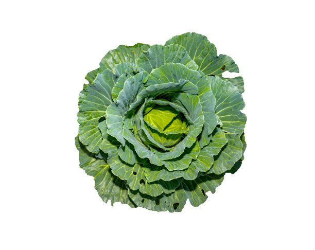 有机白菜蔬菜孤立白色背景图片下载