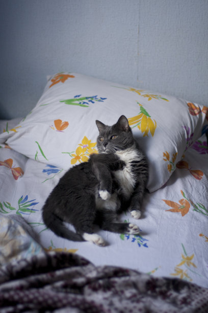 放松的猫躺在被单上图片下载