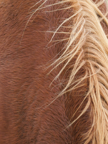 马文摘图片下载