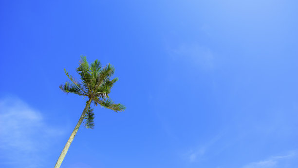 双椰子树在蓝色的天空背景。Copyspace区域图片下载