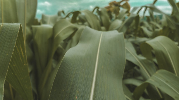 玉米树叶子的近距离照片图片下载