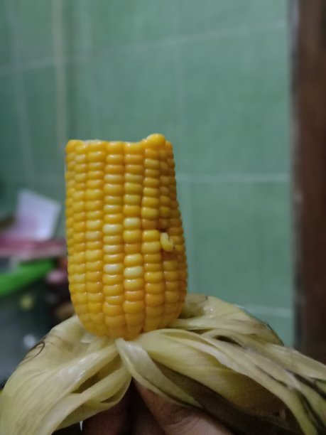 玉米图片下载