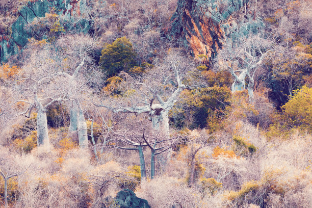 猴面包树林，Antsiranana，马达加斯加图片下载