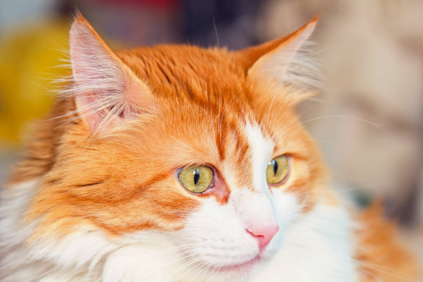 非常惊讶的红色成年猫图片下载