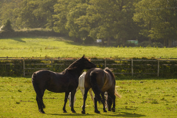 强壮的爱尔兰马在赛场上图片下载