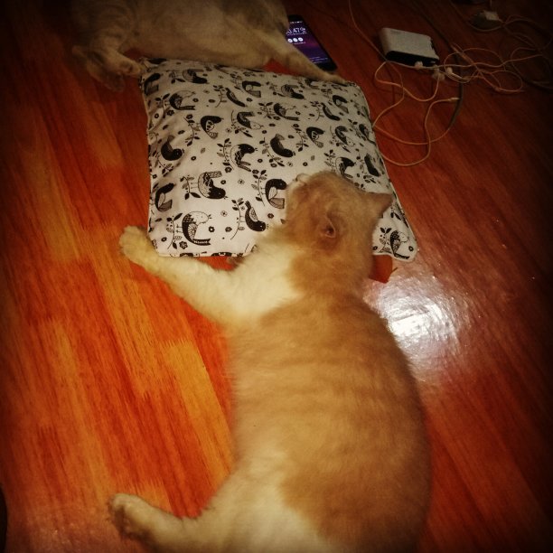 睡觉的猫图片下载