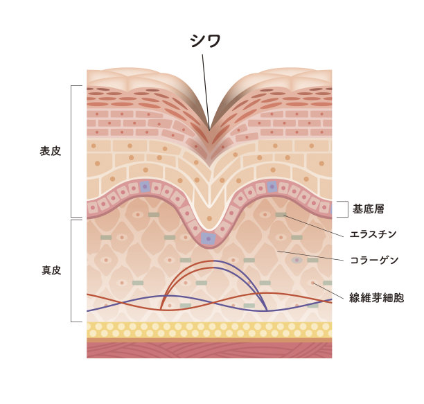 皮肤的横截面在前面8图片下载